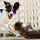 Cats & Dogs
