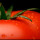 Grow your own Veg