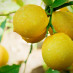 When life gives you lemons, ask for some salt and tequila