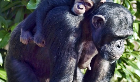 Do you think you are a great Mum?