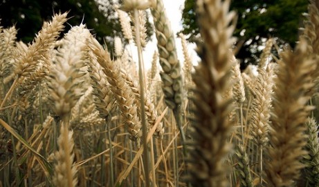 Gluten – no grain, no pain!
