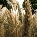 Gluten – no grain, no pain!